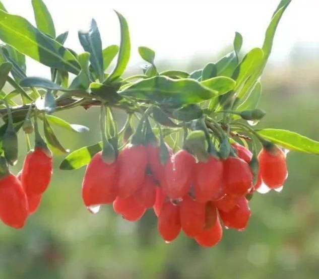Pure Goji Berry Juice Concentrate for Ultimate Antioxidant Benefits