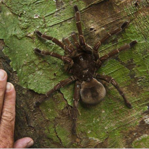 Zhi Zhu 100% Nature Dry Black Spider Dried Spiders for Herbal