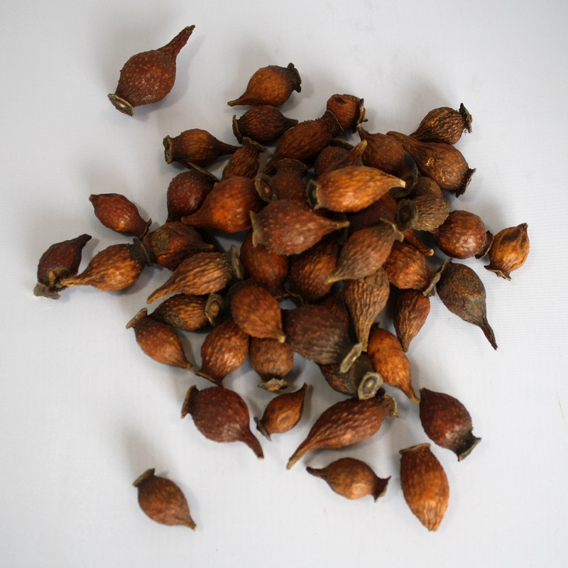 Jin Ying Zi Factory Supply Herbal Fruit of Cherokee Rose