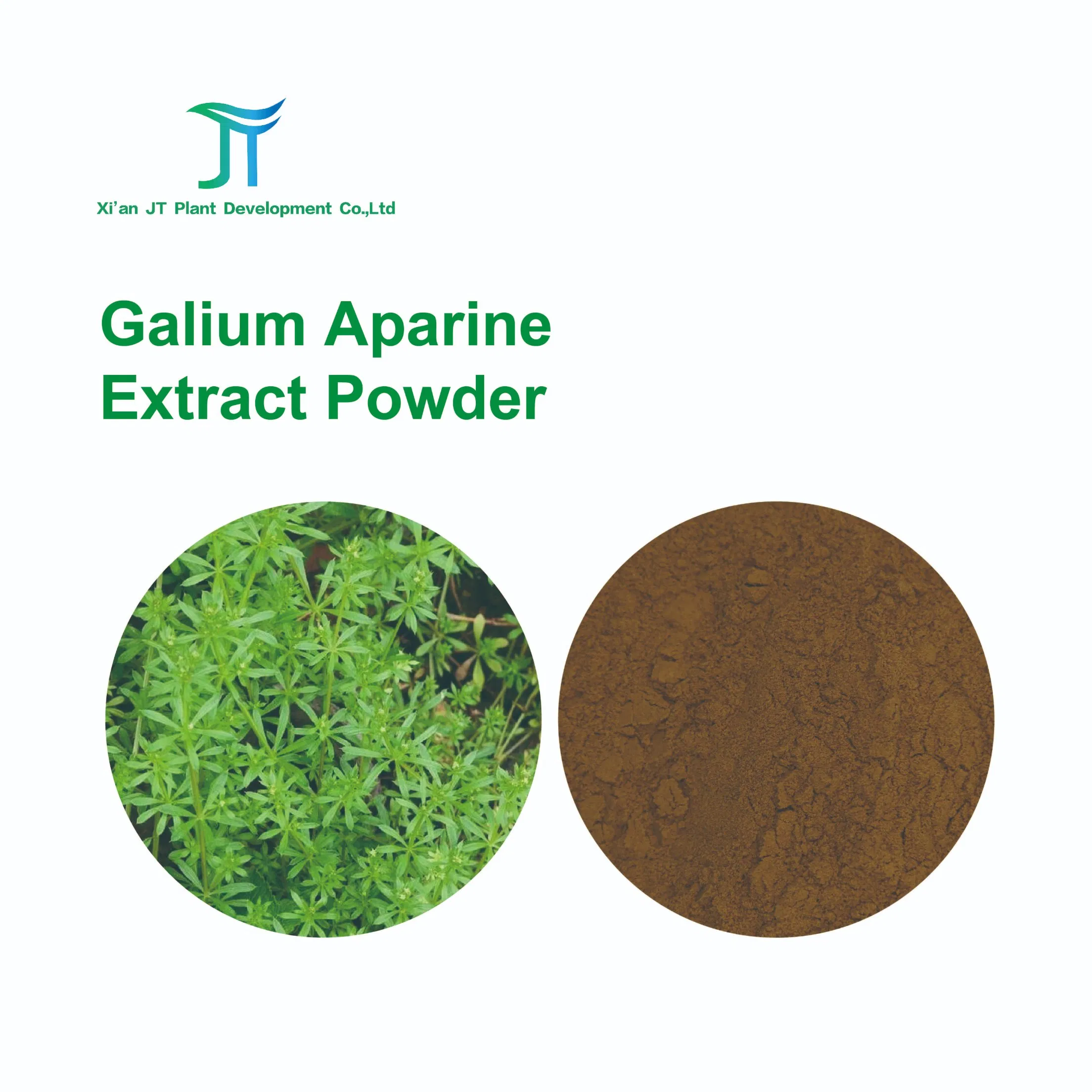 Pure Natural Chinese Herbal Heat Clearing and Detoxification Galium Aparine Extract Powder