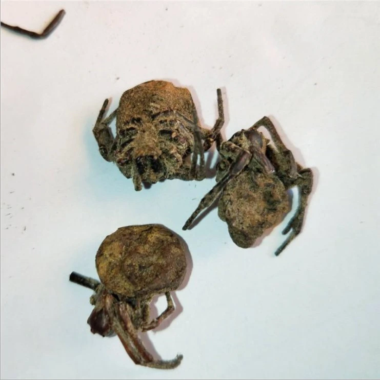 Zhi Zhu 100% Nature Dry Black Spider Dried Spiders for Herbal