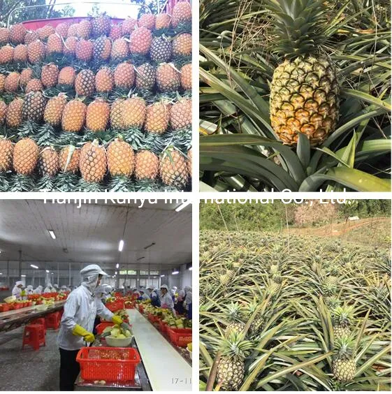 Fresh Pineapple Raw Materials