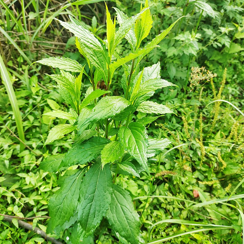 Pure Natural Chinese Thorowax Root Powder Chinese Herbal Extract Powder