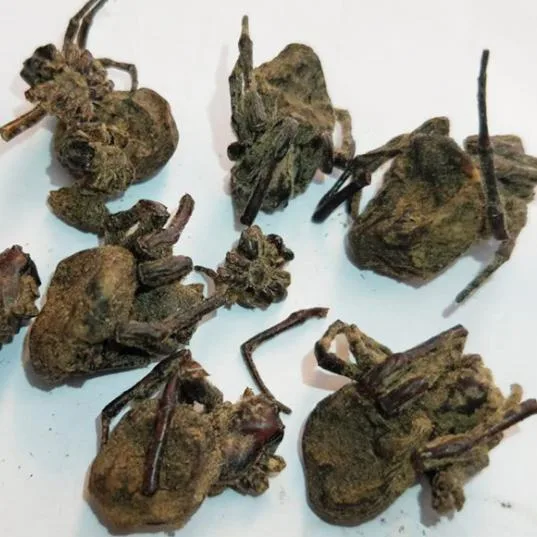 Zhi Zhu 100% Nature Dry Black Spider Dried Spiders for Herbal