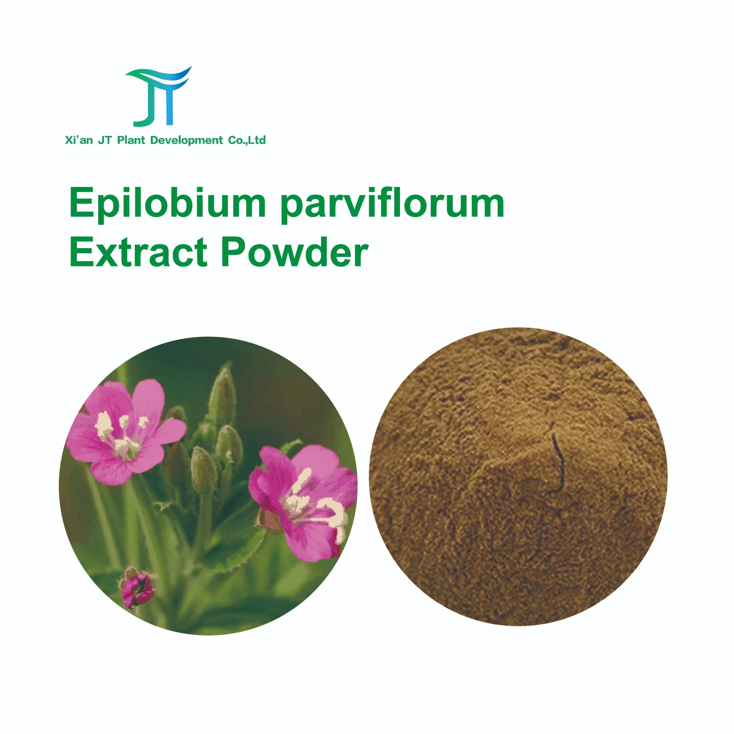 Pure Natural Chinese Herbal Medicinel Beauty and Skin Care Epilobium Parviflorum Extract Powder