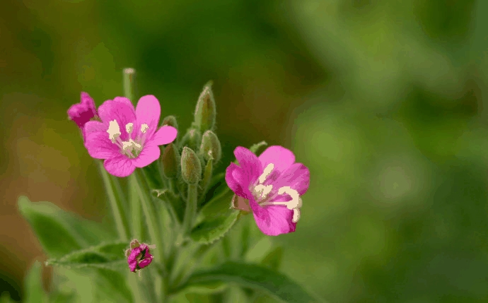 Pure Natural Chinese Herbal Medicinel Beauty and Skin Care Epilobium Parviflorum Extract Powder