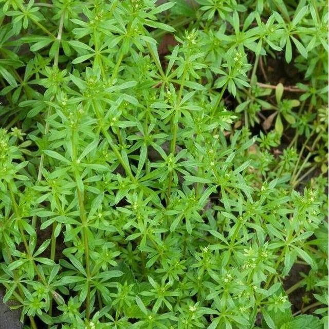 Pure Natural Chinese Herbal Heat Clearing and Detoxification Galium Aparine Extract Powder