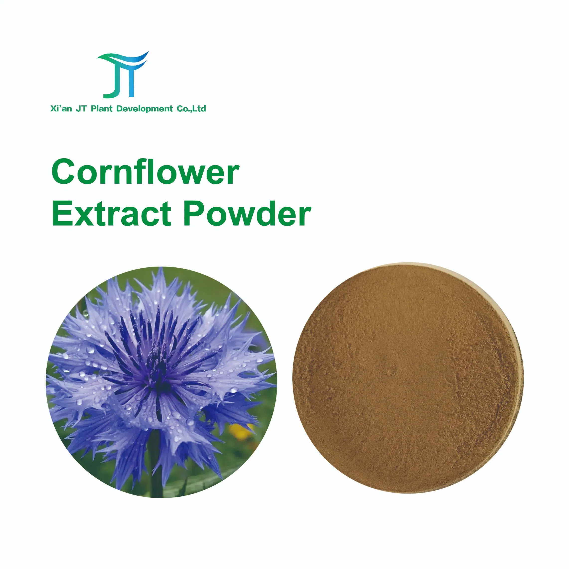 Premium Blue Cornflower Petals for Herbal Tea Blends and Infusions