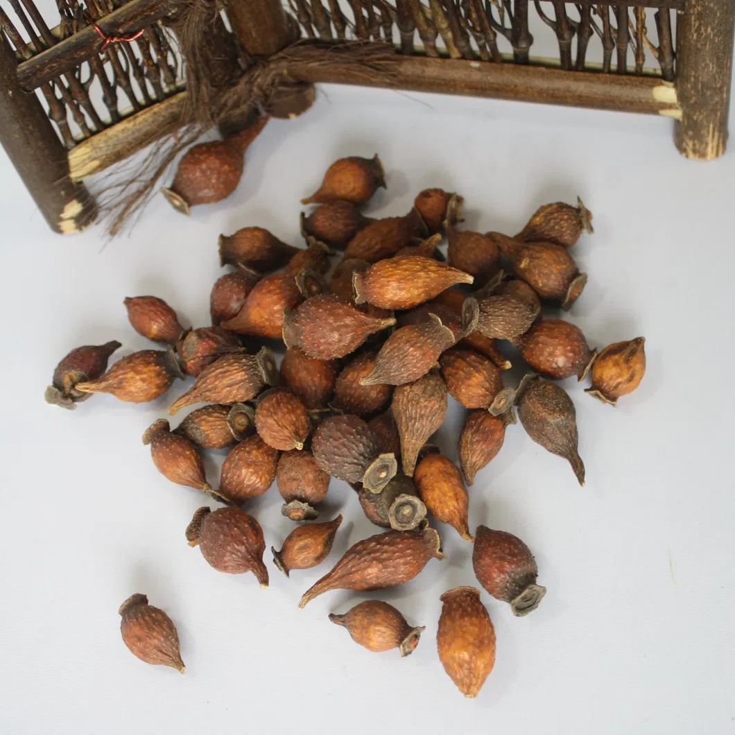 Herbal Fruit Specimen