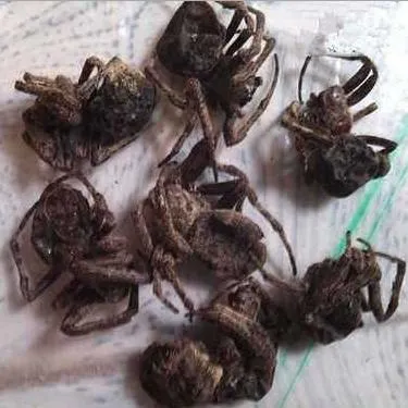 Dried Spiders for Herbal
