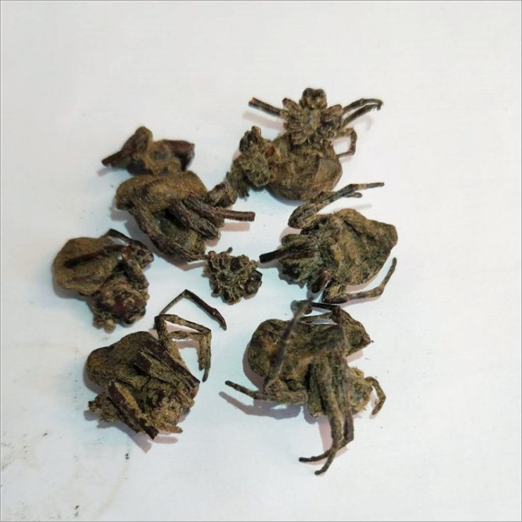 Zhi Zhu 100% Nature Dry Black Spider Dried Spiders for Herbal