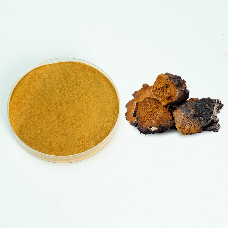 Food Grade Chaga Polysaccharide Extract for Health Supplements