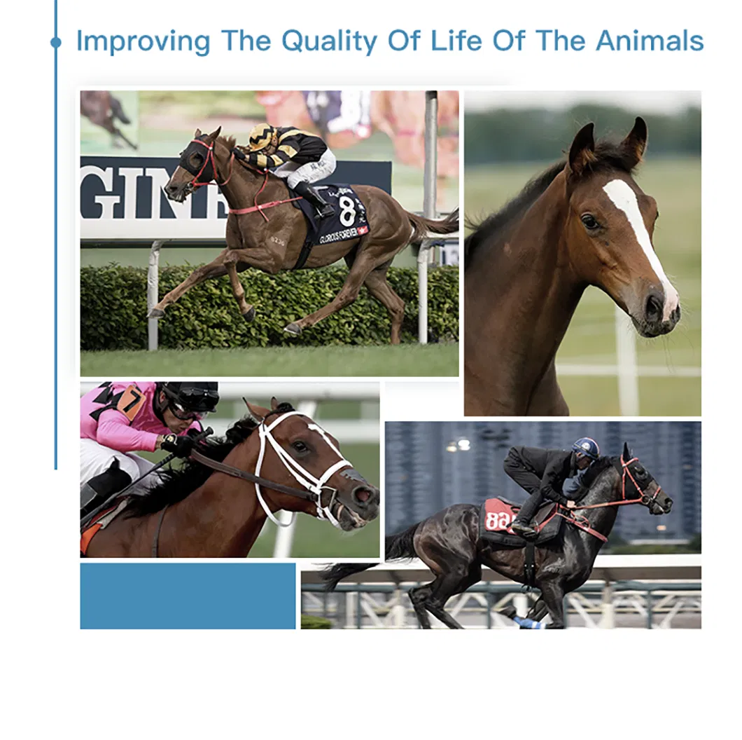 Horse Rehabilitation