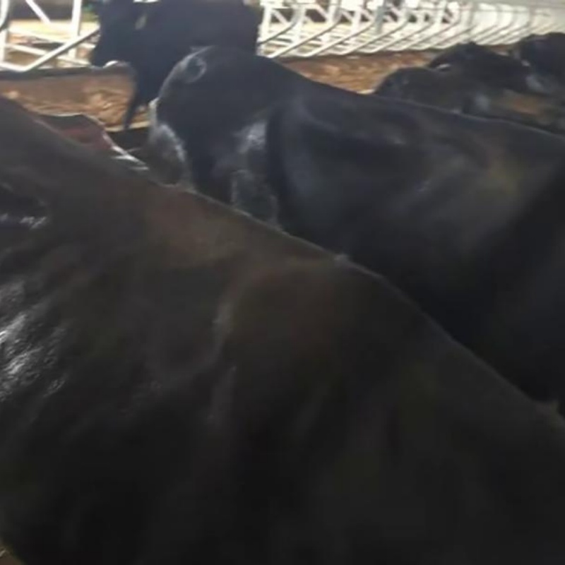 The Sprinkler System Solves The Problem of Reduced Feeding of Cows Due to Heat