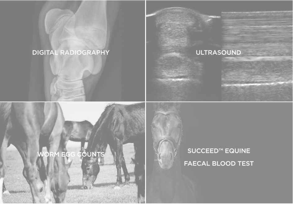 Smart-Wave Version 10.0 Veterinary Shockwave Therapy System