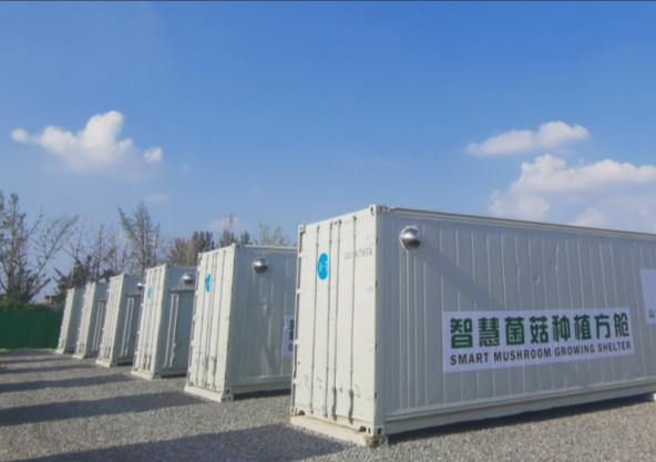 Walk in Cooler Mushroom Growing Room Mushrooms Freshness Cold Room