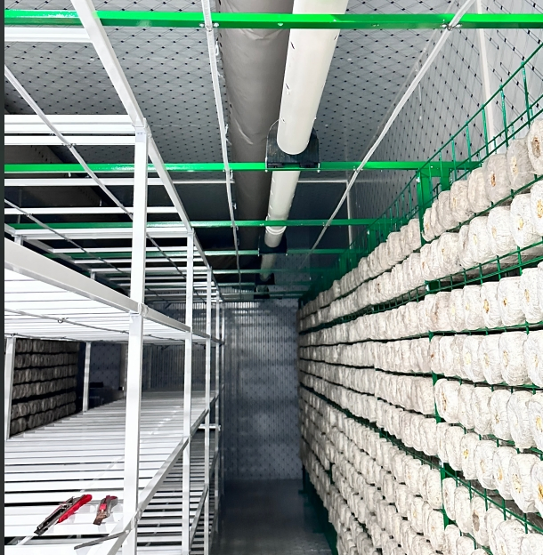 Walk in Cooler Mushroom Growing Room Mushrooms Freshness Cold Room