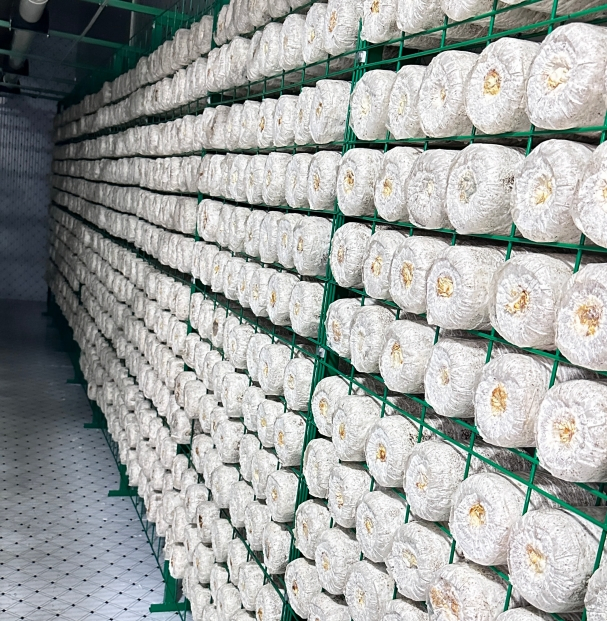 Walk in Cooler Mushroom Growing Room Mushrooms Freshness Cold Room