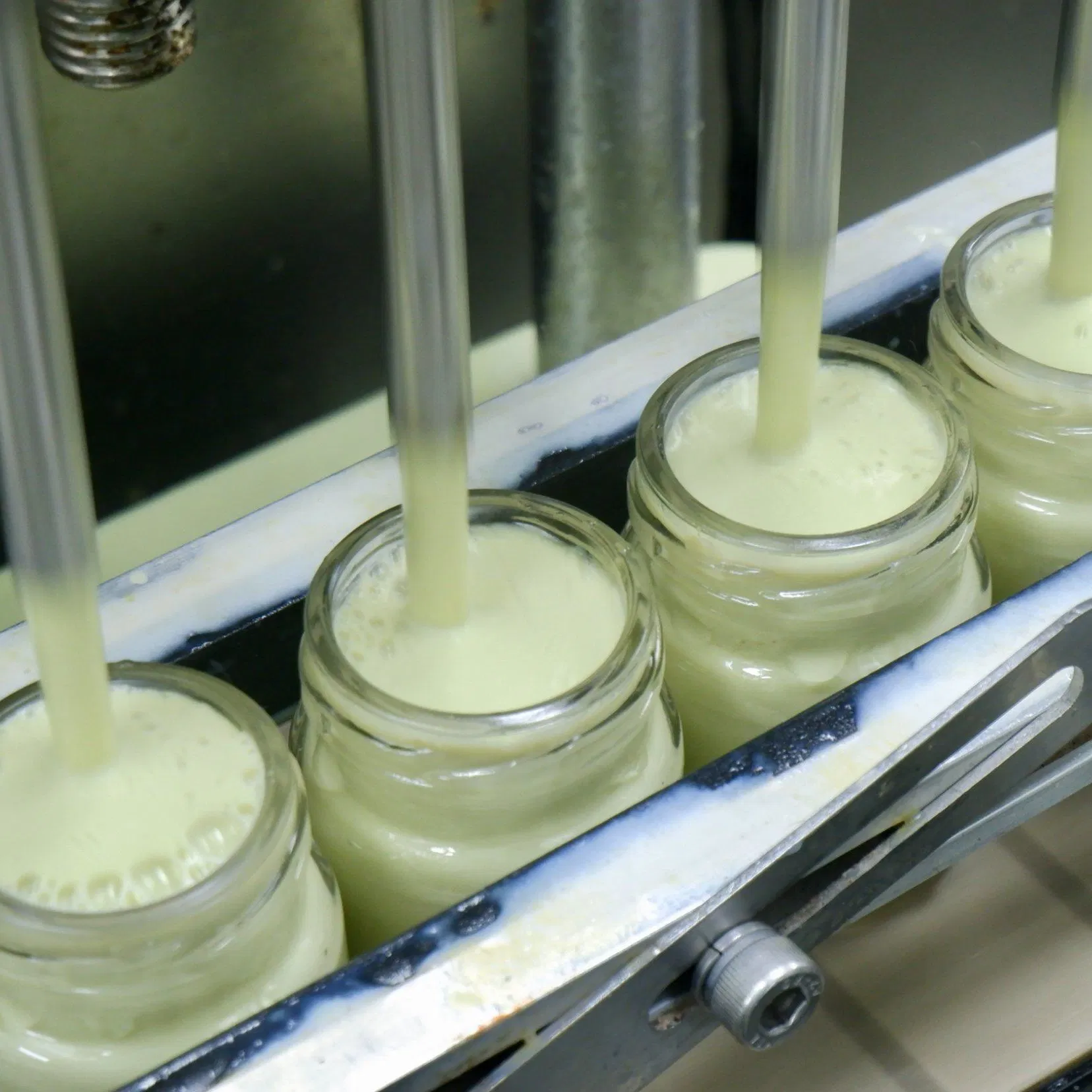 Leite de Bexiga de Peixe Infundido com Matcha para Bem-Estar Nutricional e Delicadeza