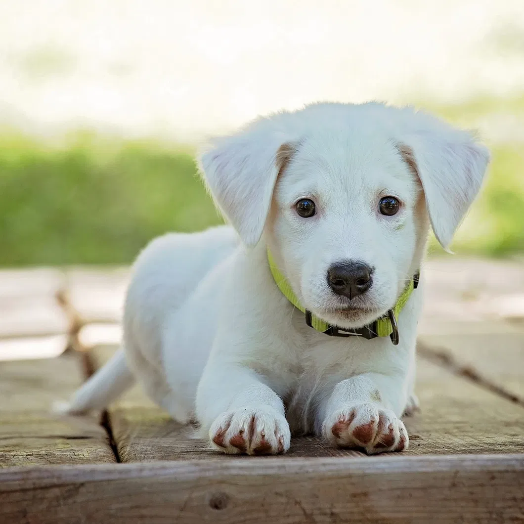 Cuidados para animais