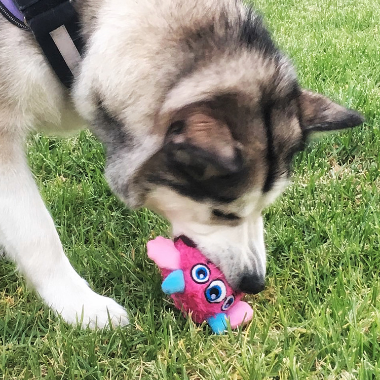 New Design Qmonster Pet Squeaky Plush Toy Treasure Sound TPR Massage Oral Elastic Dog Toy Plush Pet Supplies