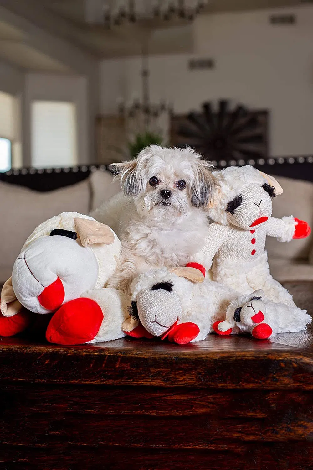 Lamb Chop Dog Toy Showcase 2