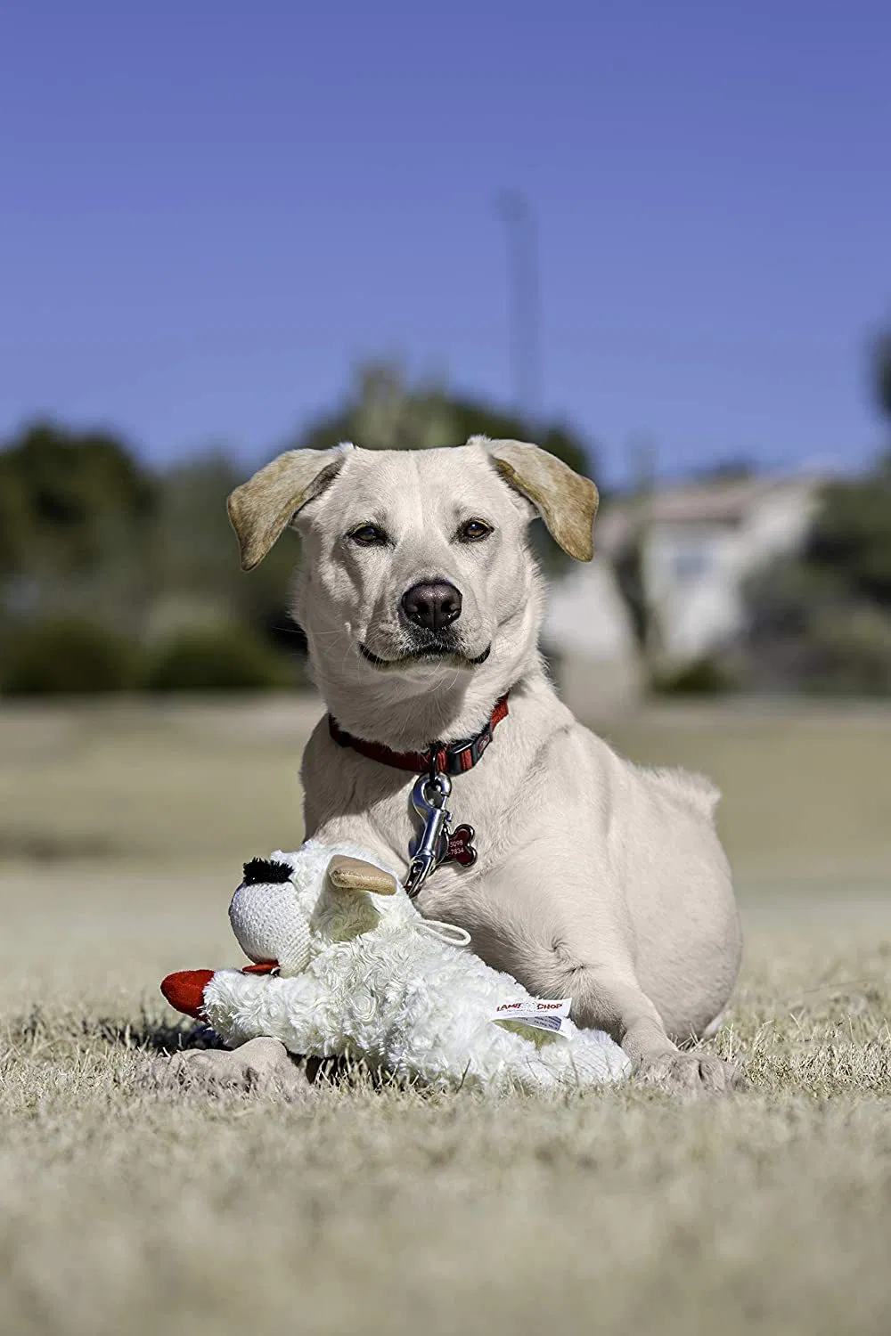 Lamb Chop Dog Toy Showcase 3