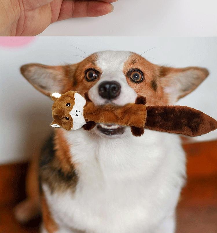 Pet Detail 4