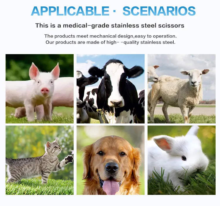 Veterinary Instrument 2