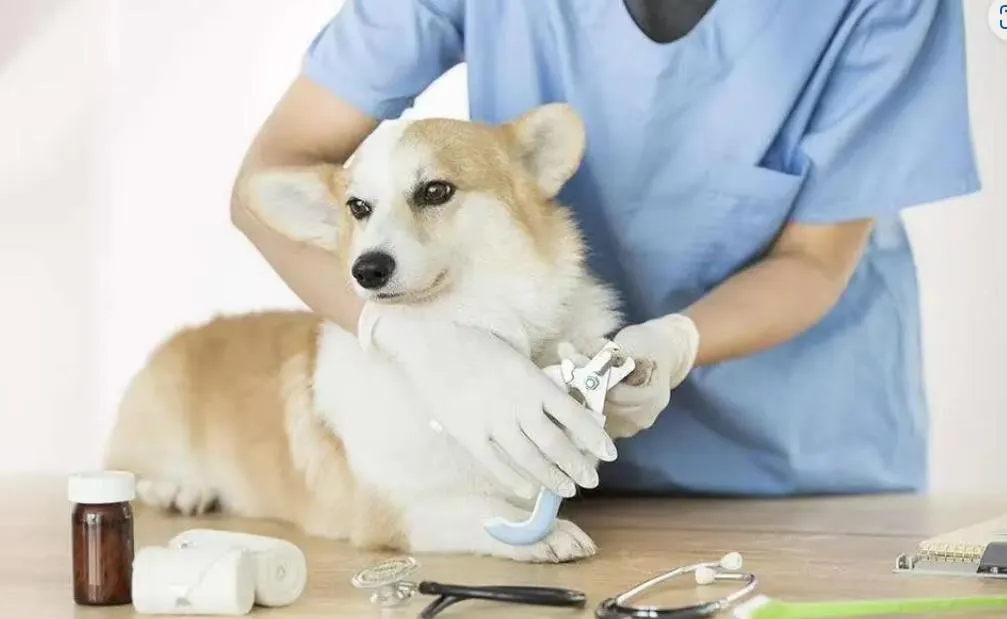 Surgical Application 2