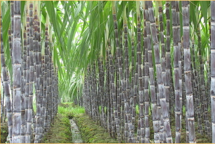 Calcium Sulphate Agriculture Phosphorus Fertilizer