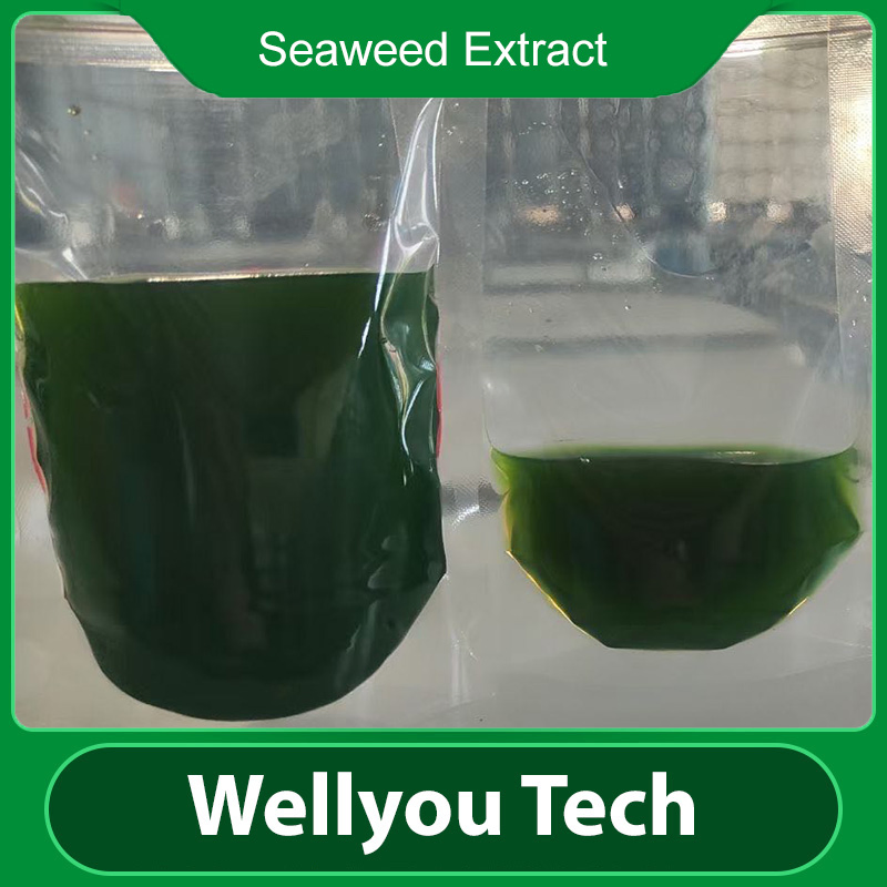Organic Fertilizer Seaweed Extract Liquid, Foliar Fertilizer Wellyou Tech