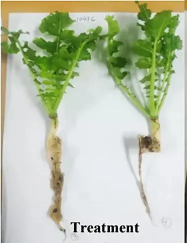 Radish root treated