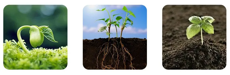 Phosphorus Fertilizer