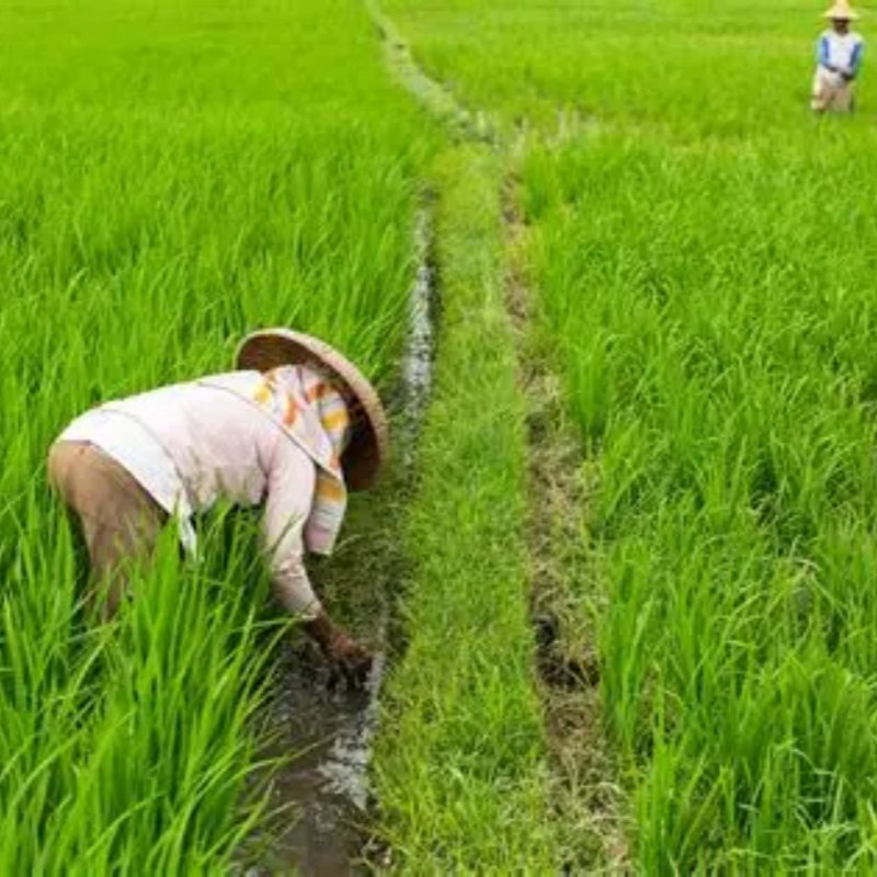 Urea 46% Granular Nitrogen Fertilizer, Agricultural Grade Organic Hydroponic Fertilizer