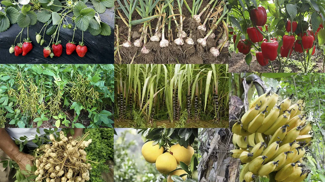 Crop Recommendations