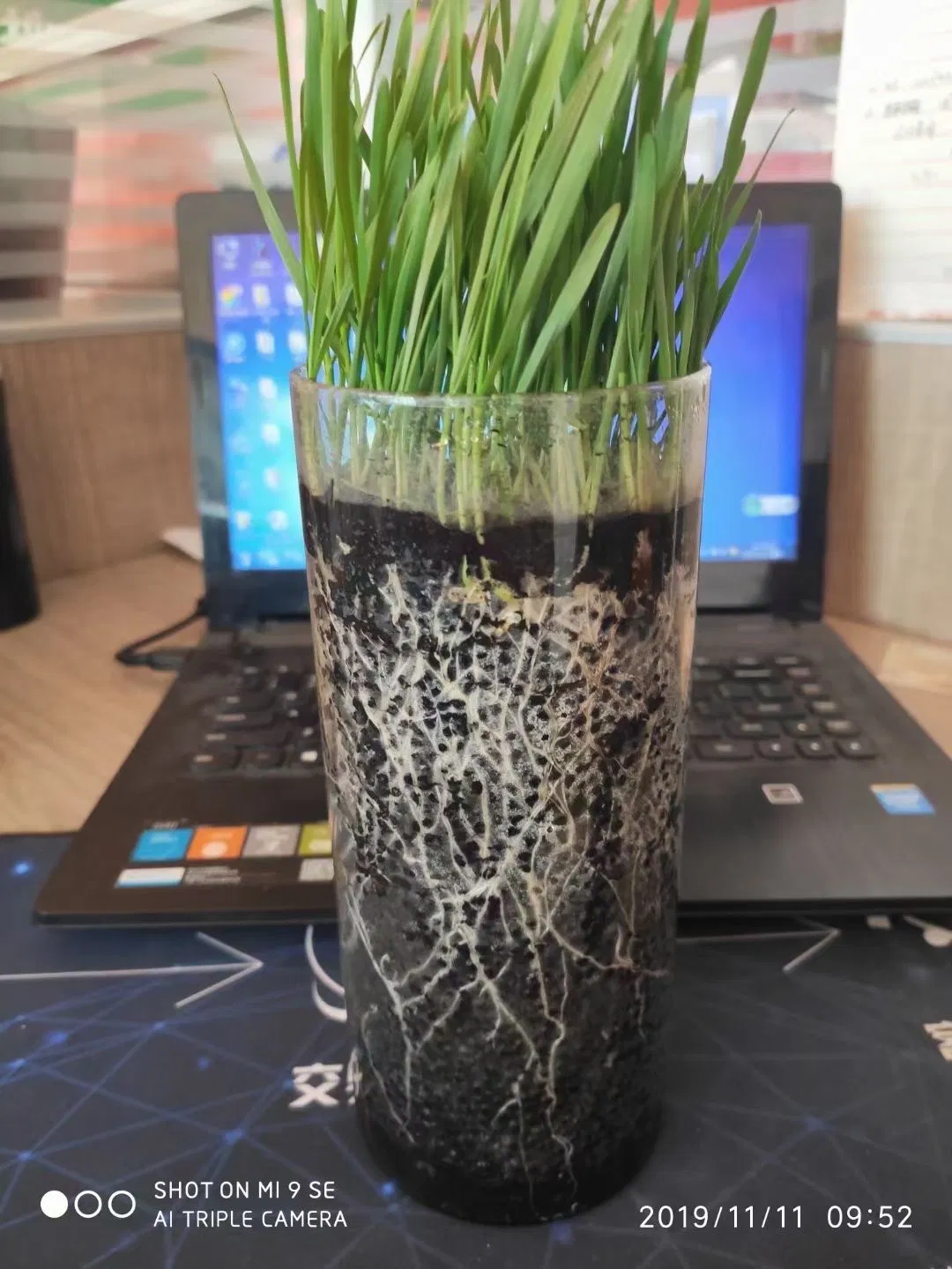 Seaweed Amino Organic Fertilizer NPK 12-3-3+Om+Amino+Humic+Te