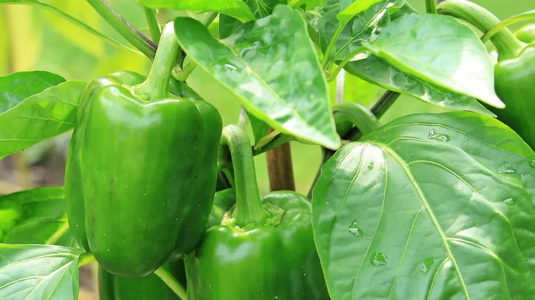 Water-Soluble NPK 20-20-20 Fertilizer for Farming