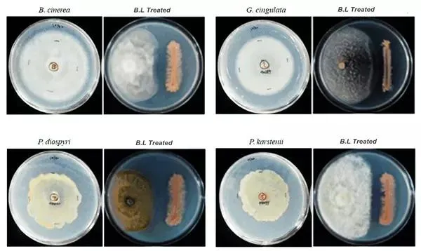 Bacillus Licheniformis Application