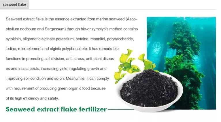 Seaweed Fertilizer