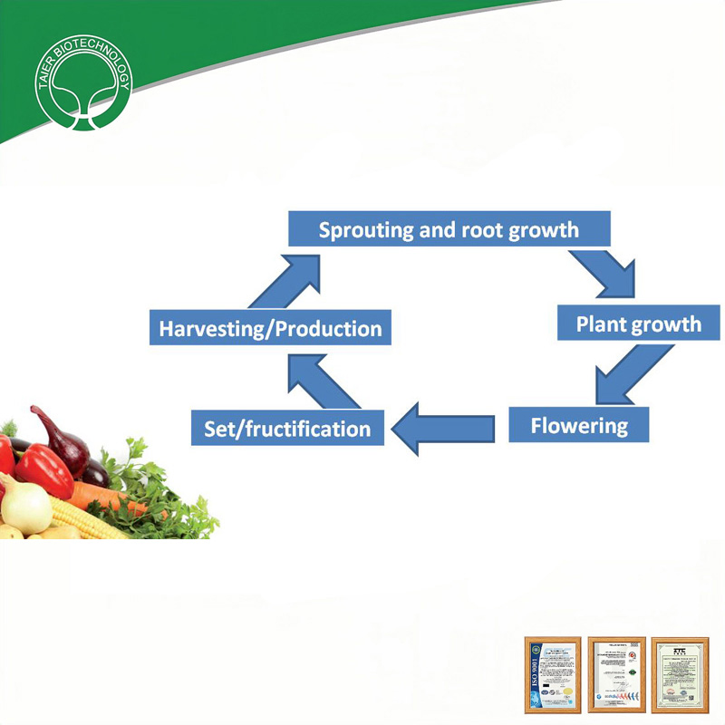 Amino Acid Plant Biostimulant Organic Fertilizer 25kg/Bag Enhances Soil Fertility Suitable for Palm Oil &amp; Fruit Plantations
