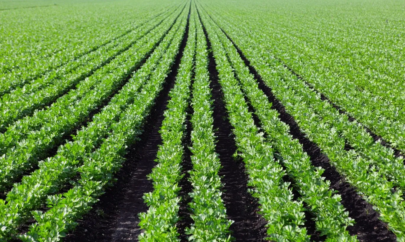 Hot Sale Seawinner 818 Pure Seaweed Exteact Fertilizer Powder Hot Sale