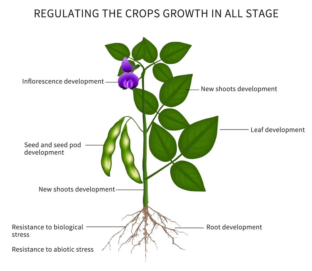 Growth Regulating
