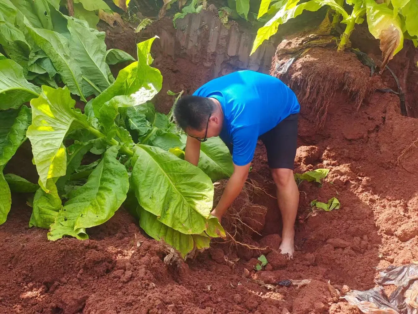 Root Fertilizer, Root Promoter and Stimulator