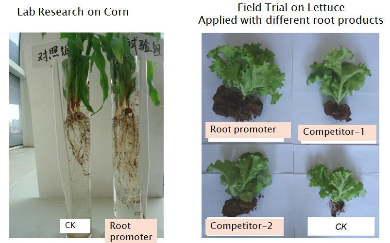 Rooting Agent, Root Stimulator/Promoter