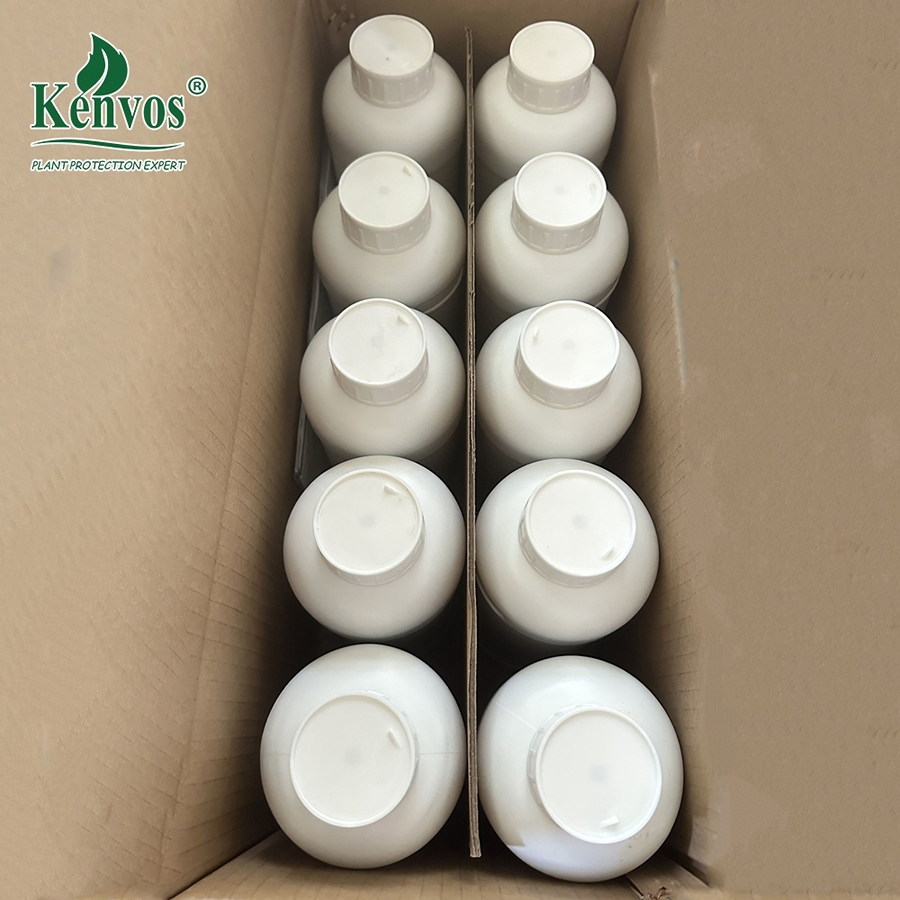 Kenvos Water Soluble Agricultural Bio Seaweed Extract Fertilizer Used to Increase Corn Yield