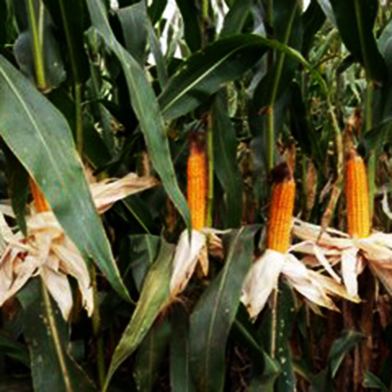 Temperature Control Insect Repellent Slow and Controlled Release Fertilizer Corn Special Slow Release Fertilizer