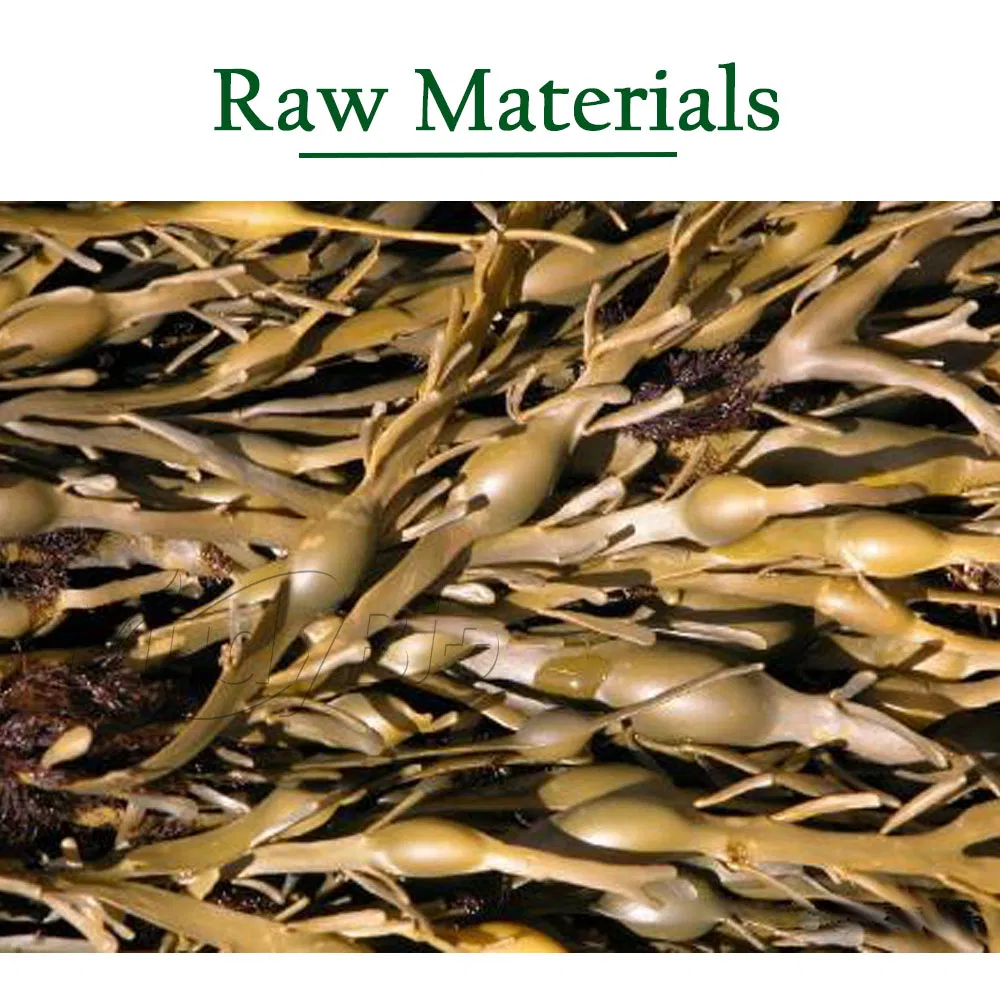 Seaweed Fertilizer Ascophyllum Nodosum Extract Algae Biositimulant Organic Liquid Fertilizer for Agriculture