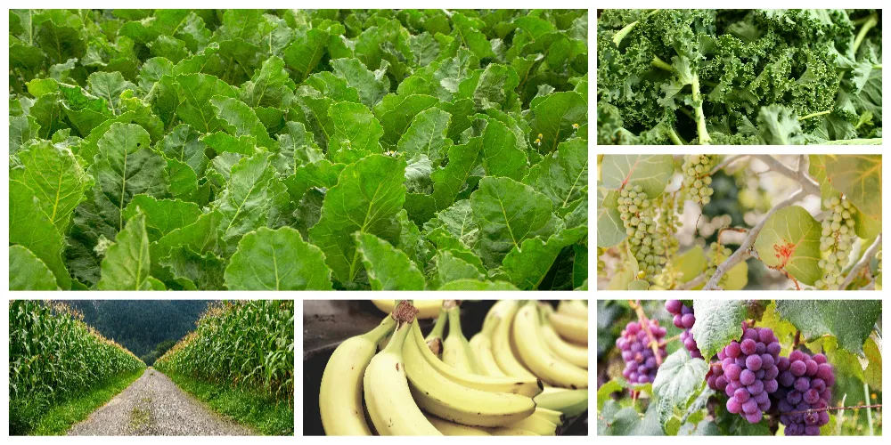 Fertilizer Application