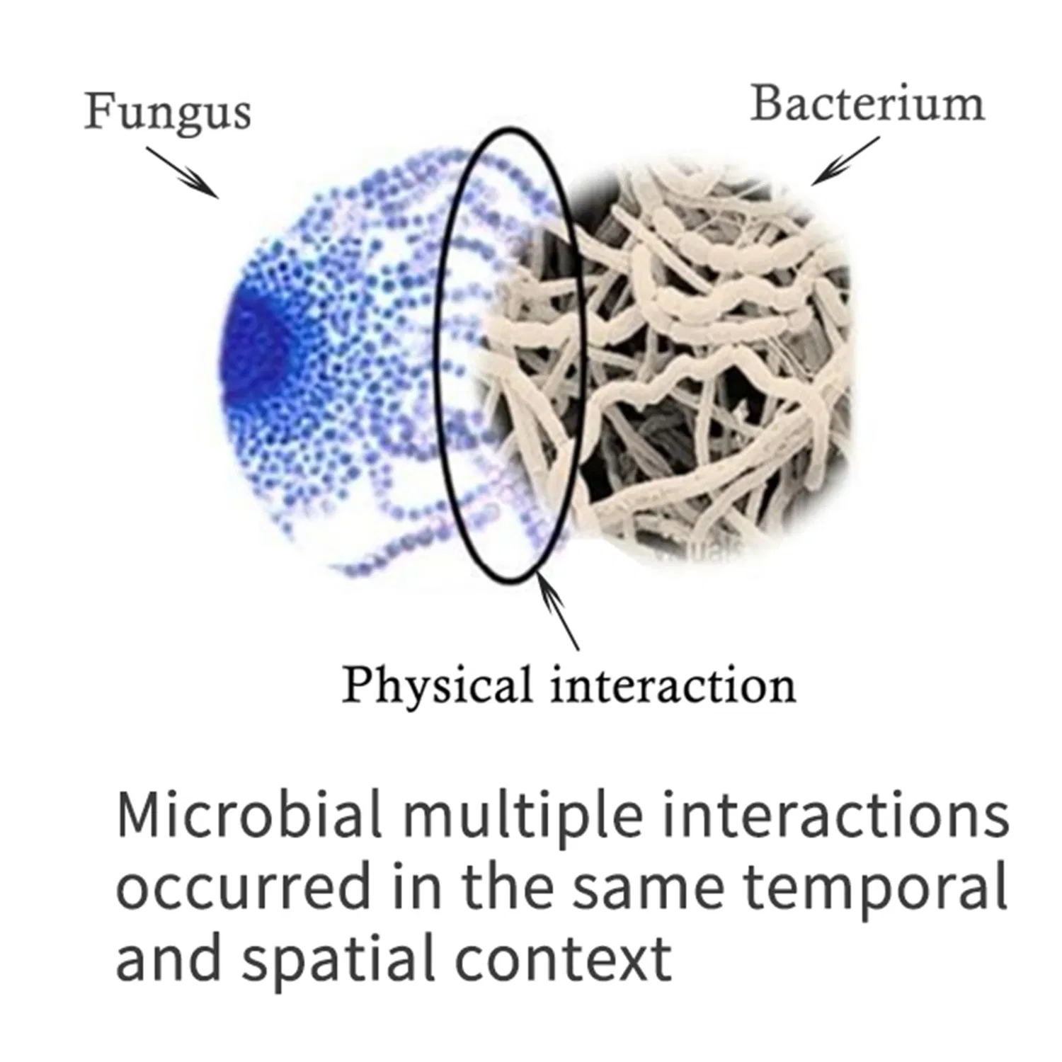bio amino fertilizer increase crops nutrient and effect on anti-bacteria and disease resistance